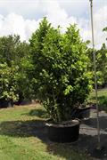 Coccoloba diversifolia